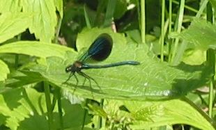 Geb&auml;nderte Prachtlibelle